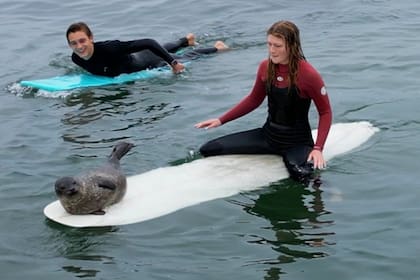 Los surfistas le permiten a la foca estar encima de sus tablas hasta que decide irse
