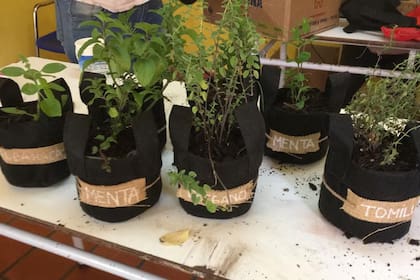 Los talleres de macetas con plantas aromáticas que armaron para vender y concientizar sobre el uso de las aromáticas en lugar de sal.