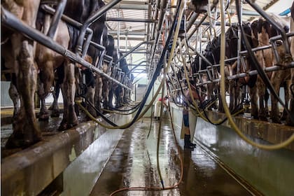 Los tamberos quieren evitar un retraso en los precios por la presión del Gobierno sobre las empresas lácteas