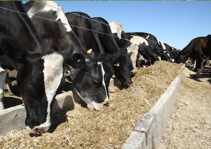 Los tambos están entrando en la época del año que exige mayores gastos de alimentación