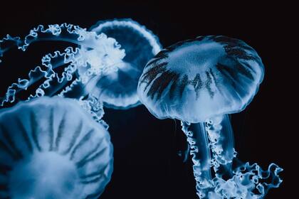 Los tentáculos de las medusas pueden liberar veneno