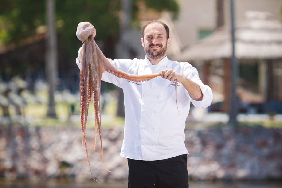 Los tentáculos sabrosos de este misterioso habitante del mar siempre fueron un manjar de la mesa. Cocinarlo requiere de expertise