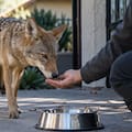 Alimentó un coyote durante meses en Los Ángeles y lo apodó Wylie: ahora podría enfrentar cargos