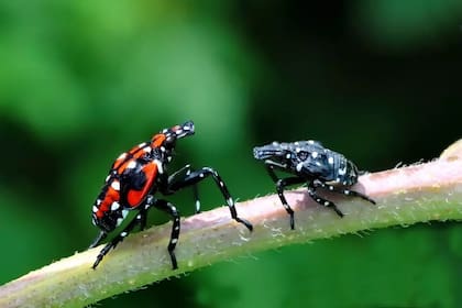 Los textos explican que el clima urbano y la falta de depredadores naturales permiten que estos insectos vivan más tiempo y dañen la agricultura