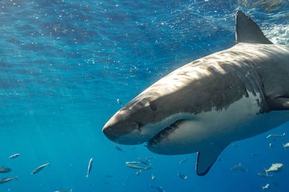 Los tiburones atacan generalmente por dos motivos: razones defensivas o si el depredador está protegiendo su fuente de alimento