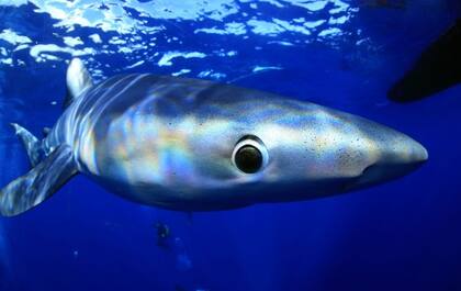Los tiburones azules están entre las especies más amenazadas del mundo