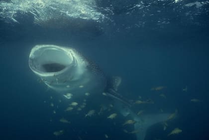 Los tiburones ballena se alimentan abriendo sus enormes bocas, tragando agua y filtrando pasivamente pequeñas criaturas como plancton