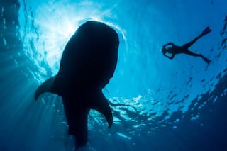 Pescadores de Texas graban un encuentro con un tiburón ballena