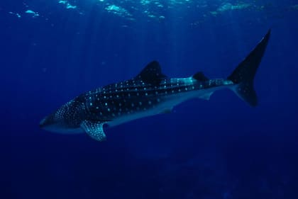 Los tiburones ballena son los peces más grandes del océano, pueden llegar a medir más de 18 metros