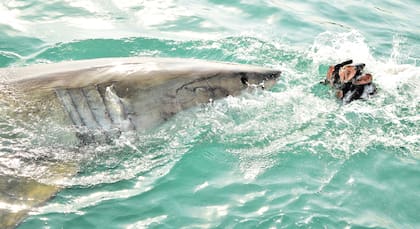 Los tiburones blancos cambian los dientes durante toda su vida (Foto: Freepik)