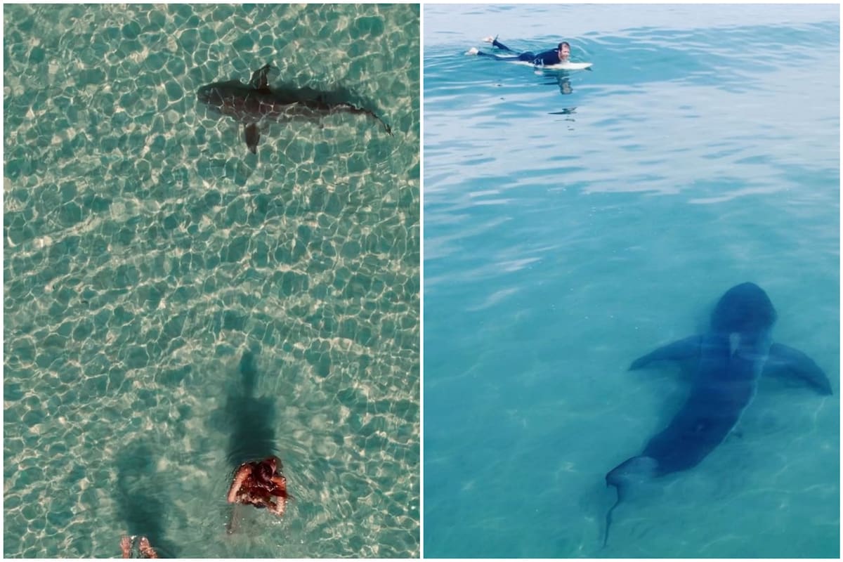 Los tiburones blancos son la fascinación de un surfista de California, que comparte momentos casi de terror