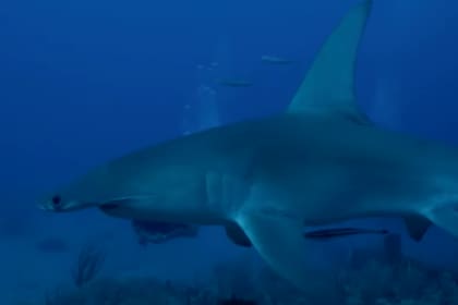 Los tiburones de cocaína son los sujetos de estudio en un nuevo documental de Discovery TV para la Shark Week (Semana del Tiburón)
