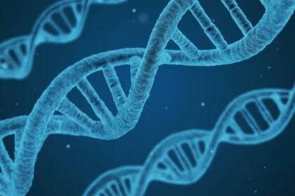 Los tiburones de Groenlandia poseen genomas de alrededor de 6500 millones de bloques de construcción de ADN, y más de dos tercios son genes saltadores (Pixabay)
