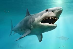 Los tiburones, en el mundo