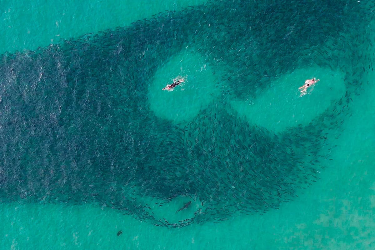 Los tiburones fueron atraídos a esa playa por la migración del salmón. Los bañistas nadaban sin advertir el peligro