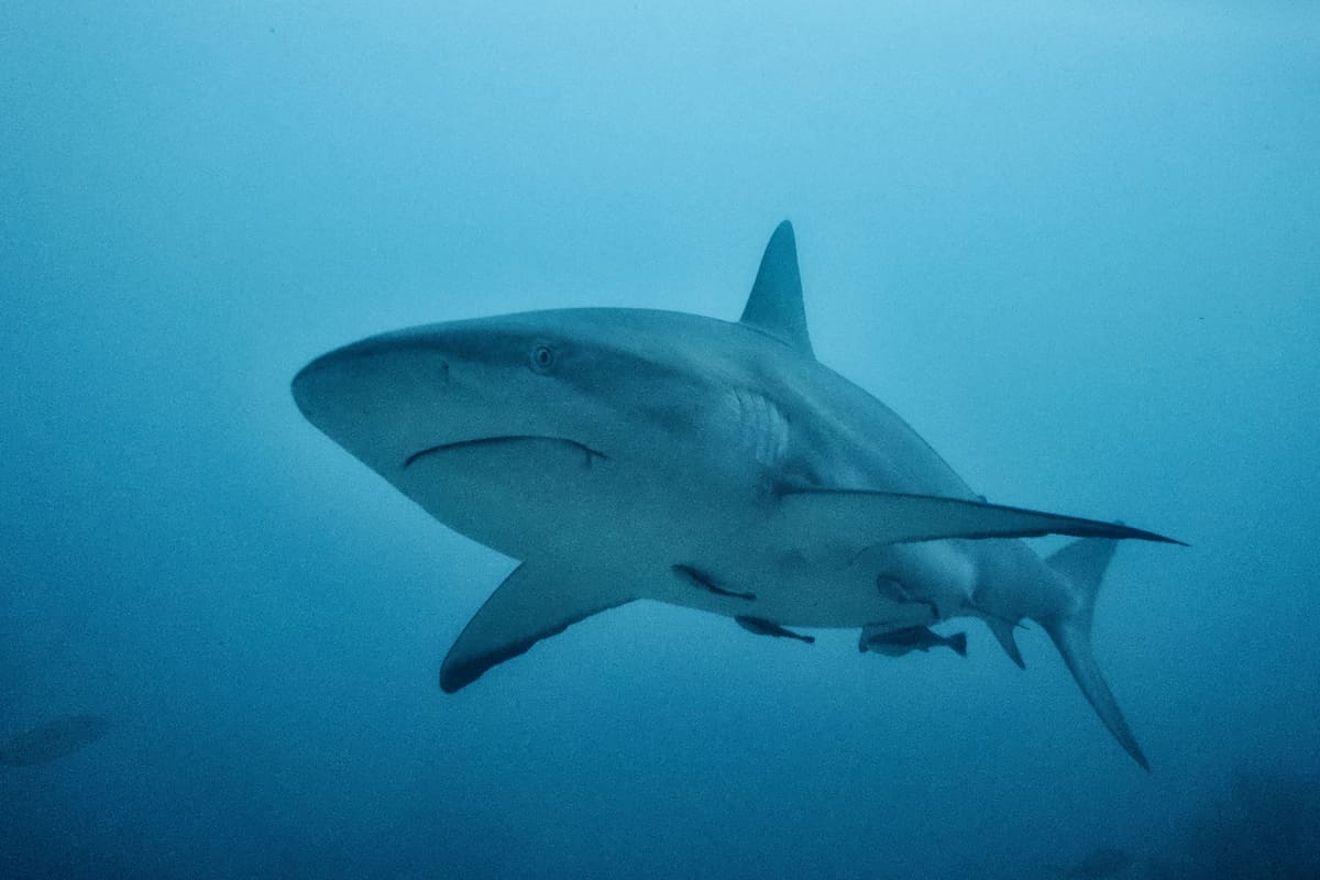 Los tiburones fueron captados en un video (FOTO ILUSTRATIVA PEXELS)