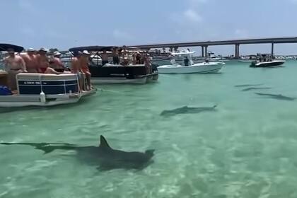 Los tiburones nadaron cerca de las personas durante diez minutos, aproximadamente