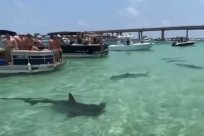 Los tiburones nadaron cerca de las personas durante diez minutos, aproximadamente
