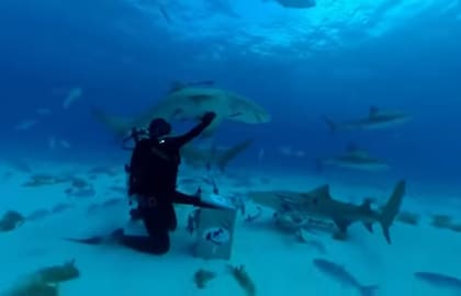 Los tiburones parecen no percibir la orina en el mar, según este experimento