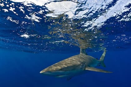 Los tiburones que investigó Hoyos.