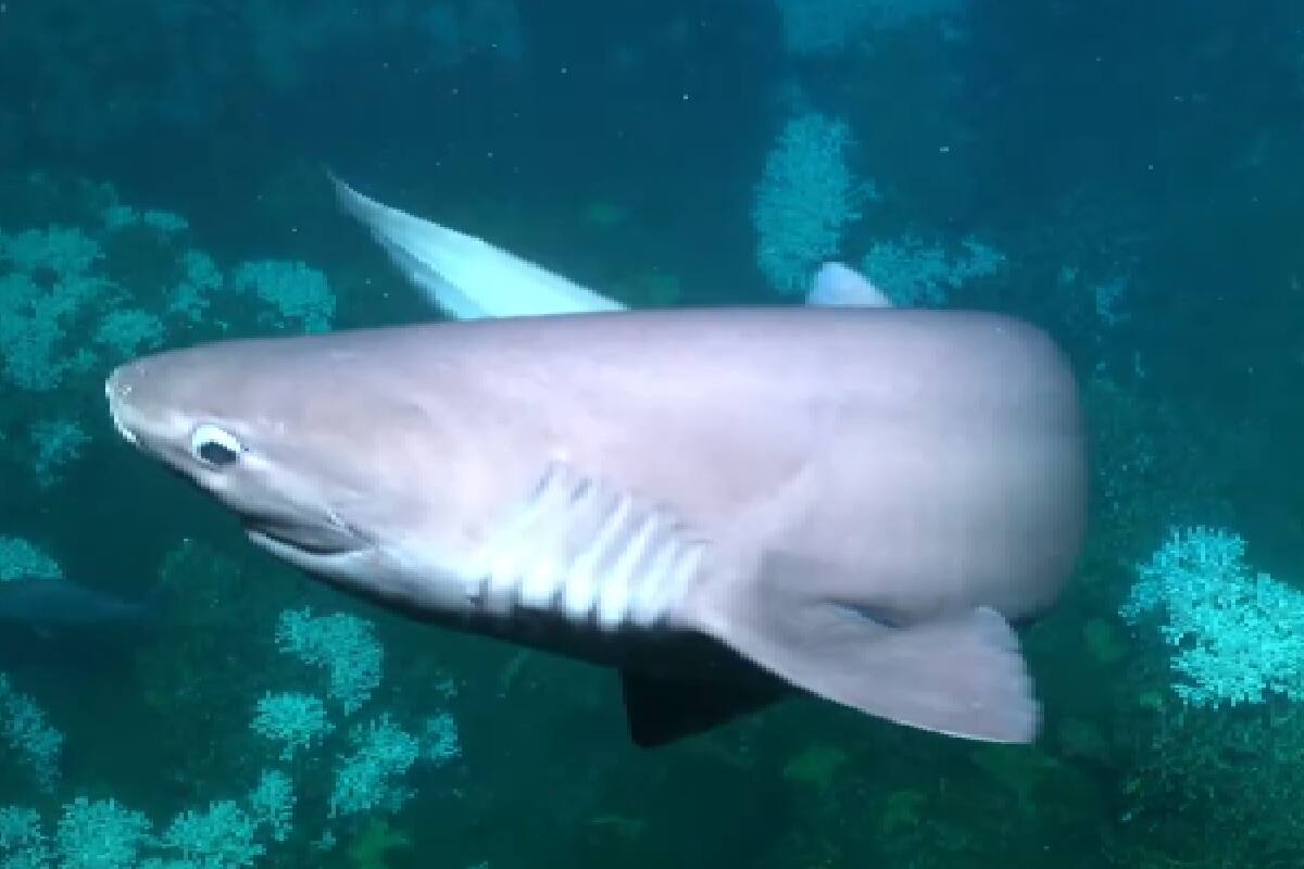 Los tiburones se acercaron a las cámaras de los investigadores