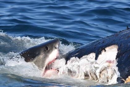 Los tiburones se alimentan del cadáver de la ballena jorobada
