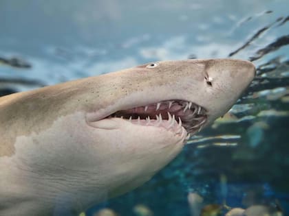 Los tiburones son de los animales que poseen un suministro inagotable de dientes y los regeneran constantemente mediante un mecanismo similar a una cinta transportadora