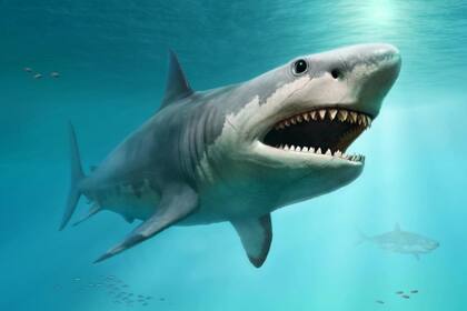 Los tiburones son especies longevas que tienden a producir pocas crías