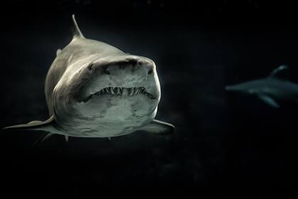 Los tiburones son un peligro inminente en las playas australianas