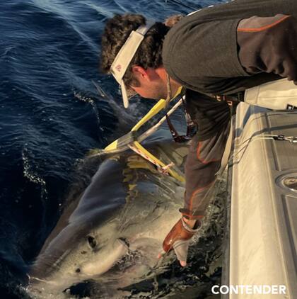 Los tiburones son uno de los grandes depredadores de los océanos (Foto: @ocearch)