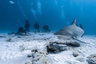 El argentino que nada con tiburones toro y lucha por su conservación