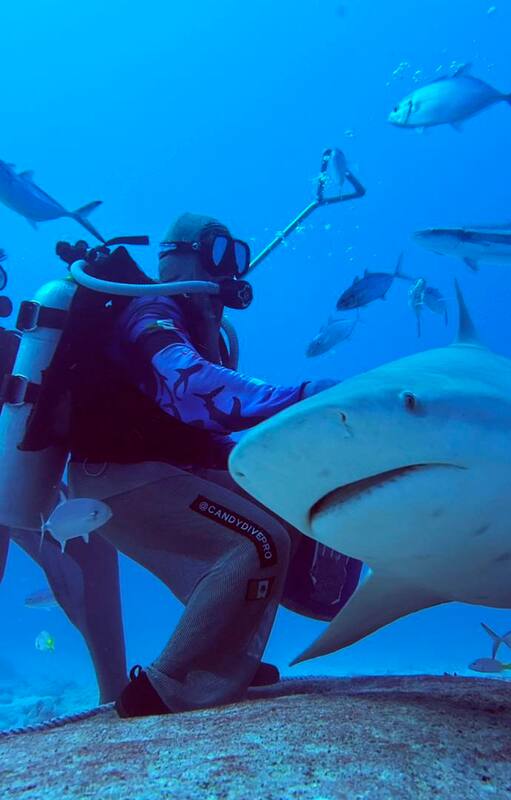 Los tiburones toro son una de las especies más robustas y adaptables del océano