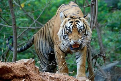 Los tigres negros están afectados por una condición genética que altera el color de su pelaje. Nacen con gruesas rayas negras que oculta el característico tono anaranjado