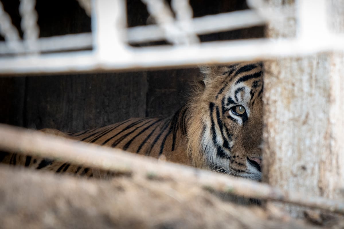 Los tigres quedaron varados en un campo, en San Luis, hace 15 años