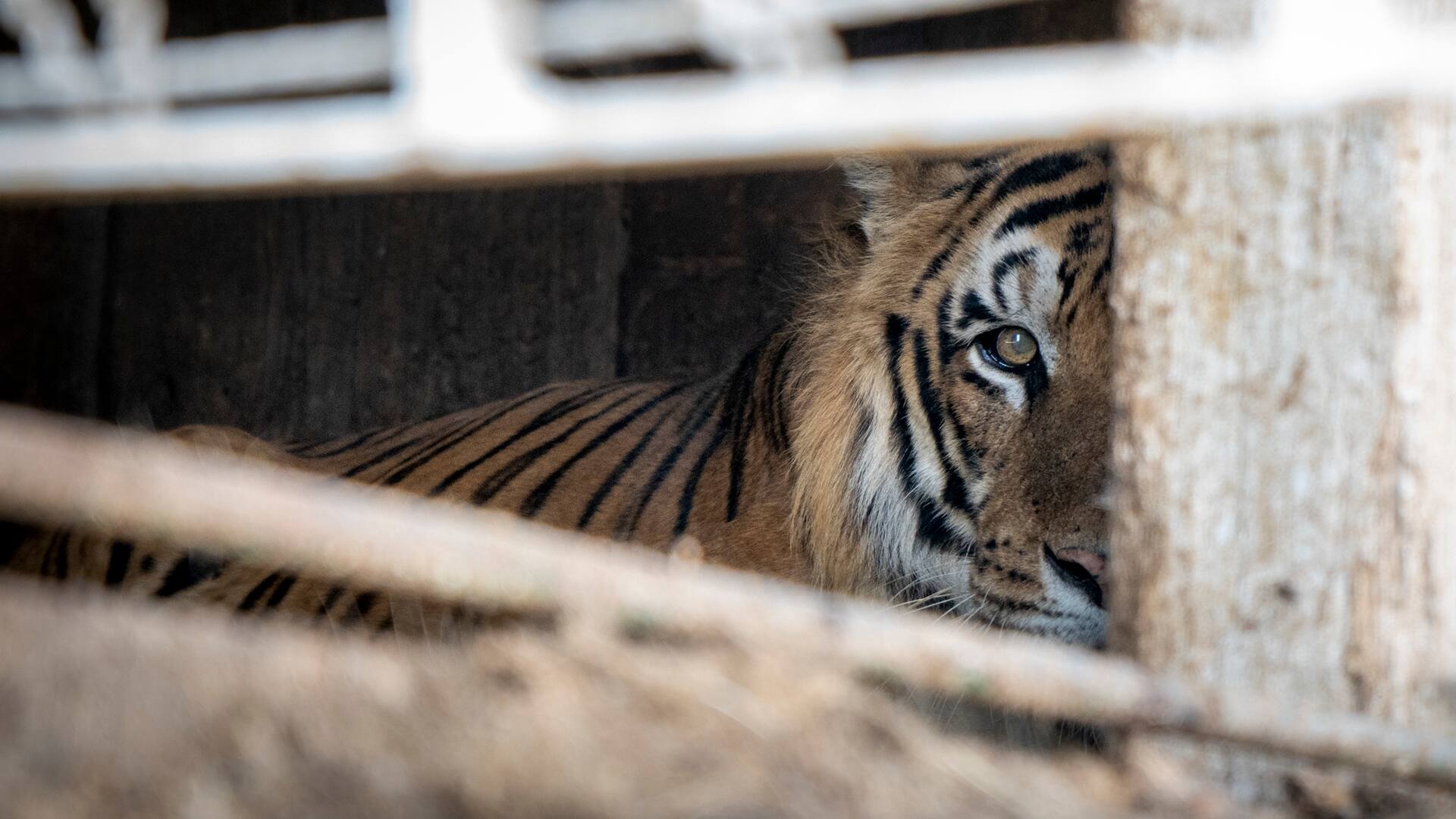 Los tigres quedaron varados en un campo, en San Luis, hace 15 años