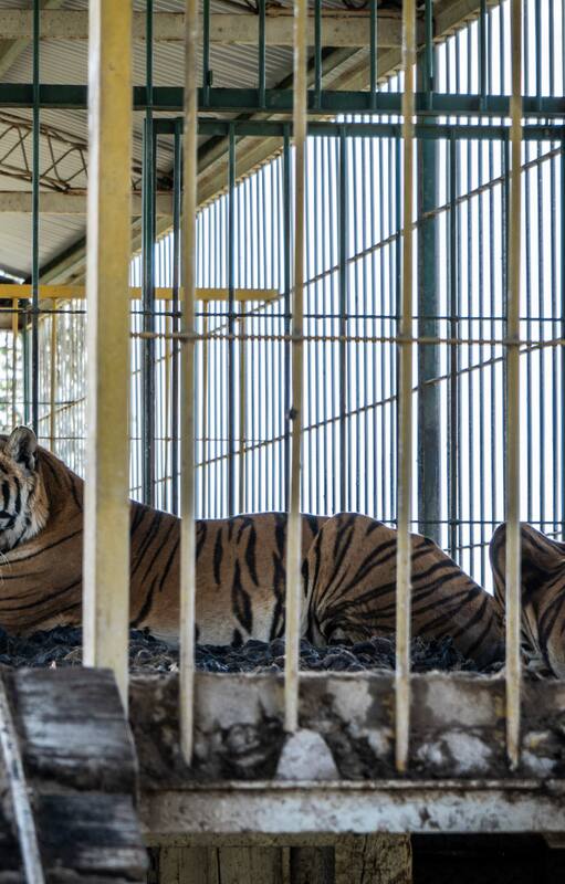 Los tigres quedaron varados en un campo, en San Luis, hace 15 años