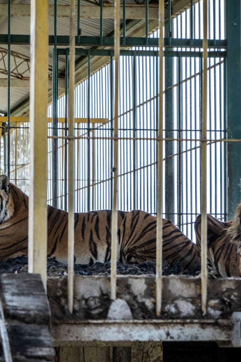Los tigres quedaron varados en un campo, en San Luis, hace 15 años