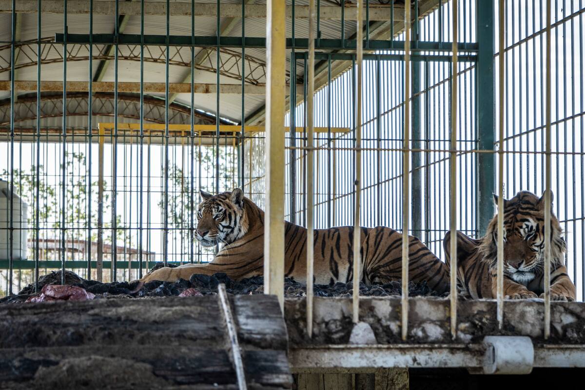 Los tigres vivían hacinados en un vagón de 75 metros cuadrados