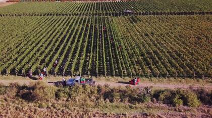 Los tokens de vino se pueden regalar, intercambiar por vino o revender