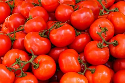 Los tomates están compuestos de 95% de agua (imagen ilustrativa)
