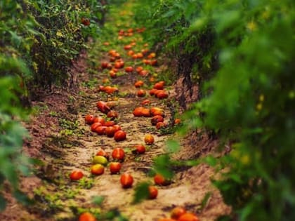 Los tomates no tienen mercado, según alertó el productor de Salta