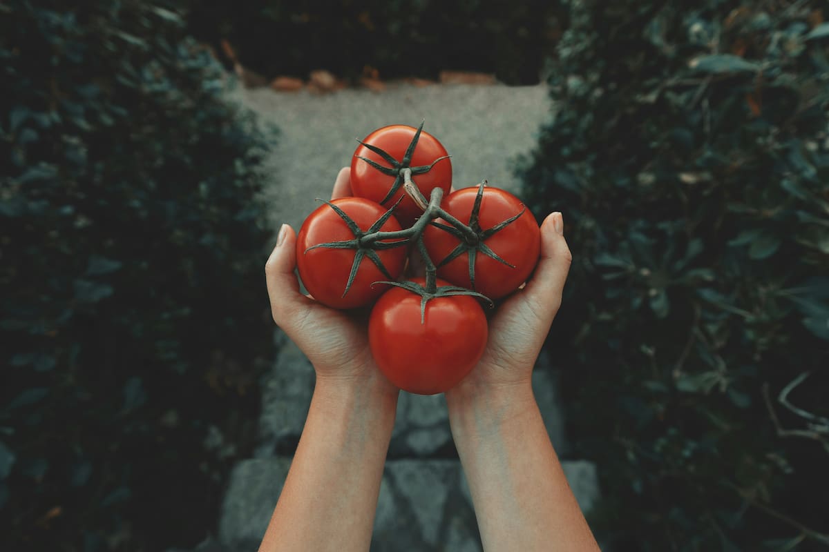Los tomates son 95 por ciento de agua y un alimento rico en licopeno, un antioxidante por excelencia