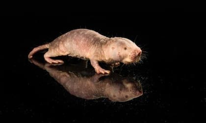 Los topos son símbolo de abundancia en esa cultura asiática