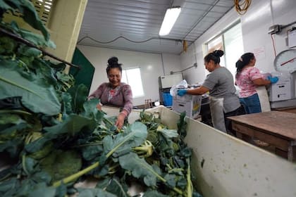 Los trabajadores agrícolas en EE.UU. ganan el sueldo mínimo o incluso menos.