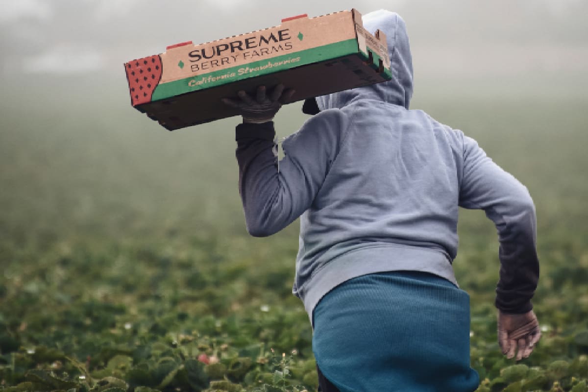 Los trabajadores agrícolas indocumentados no tienen garantías laborales (las fotos son ilustrativas)