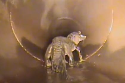 Los trabajadores del Departamento de Aguas Pluviales de Oviedo, Florida, grabaron a un caimán que paseaba por una tubería