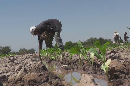 Los trabajadores informales cobran la prestación el lunes 5 de agosto