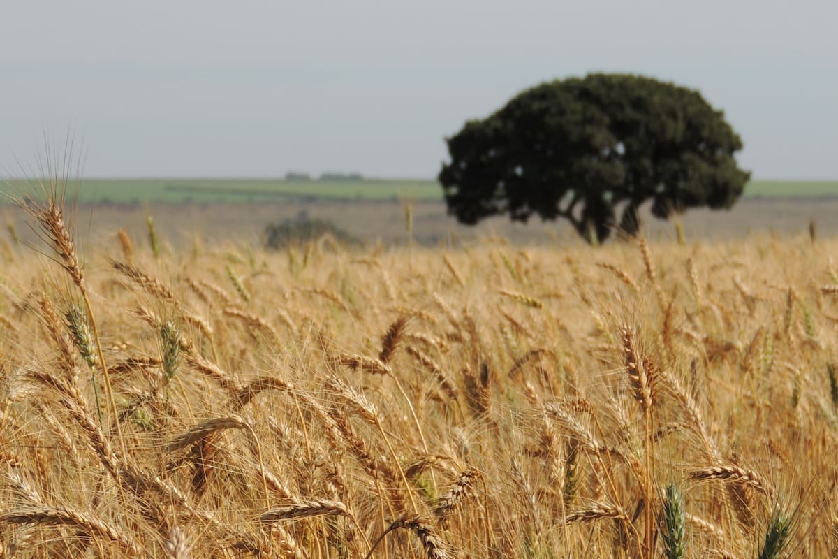 Los trabajos de investigación de la Embrapa ya permiten la siembra de trigo en zonas tropicales de Brasil