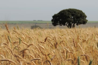 Los trabajos de investigación de la Embrapa ya permiten la siembra de trigo en zonas tropicales de Brasil