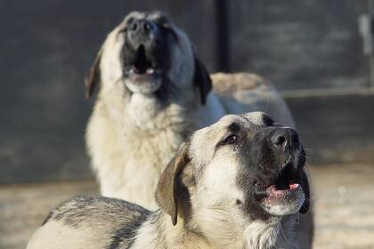 Los tres perros eran de raza mestiza